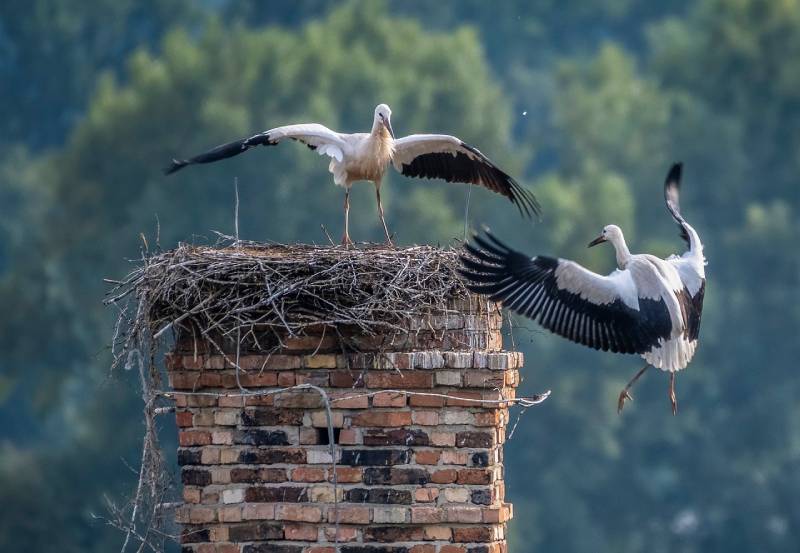 Expert Chimney Animal Removal in Keego Harbor, MI Professional Chimney Animal Removal Services in Keego Harbor, Michigan