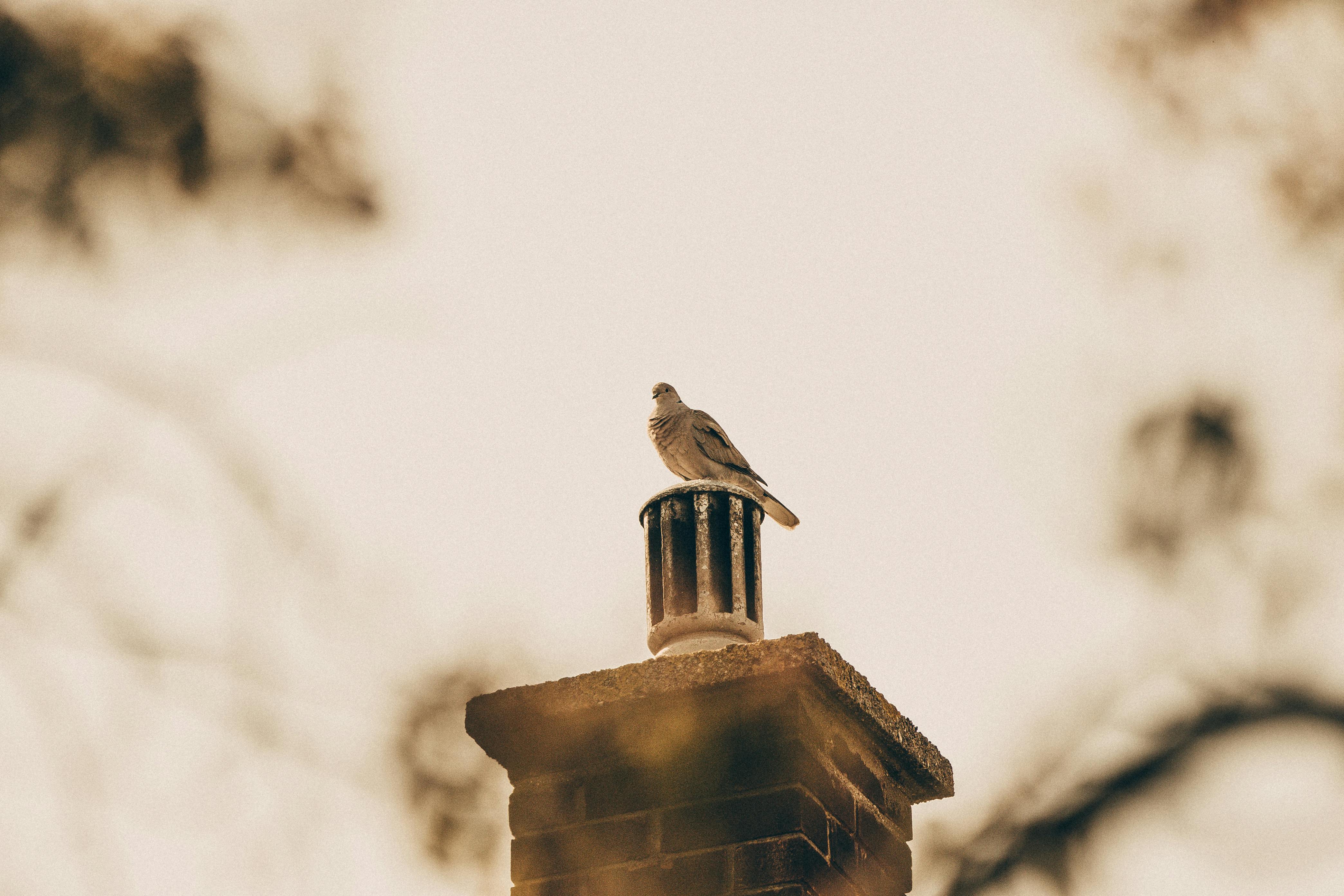Professional Chimney Cap Installation Services in Keego Harbor, MI Expert Chimney Cap Installation in Keego Harbor, Michigan